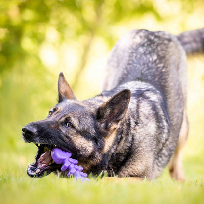Fish Bone Nylon Dog Toy for Aggressive Chewers | USA Made | SodaPup - SodaPup/True Dogs, LLC