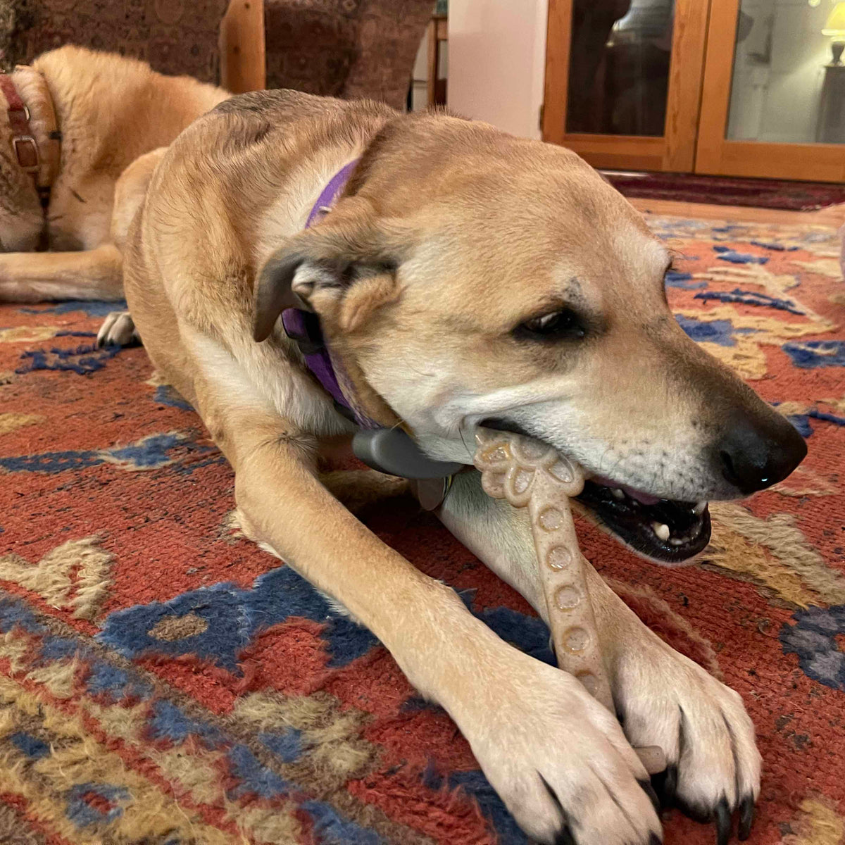 Tan dog in a purple collar lying on a rug chewing a Flower Tower