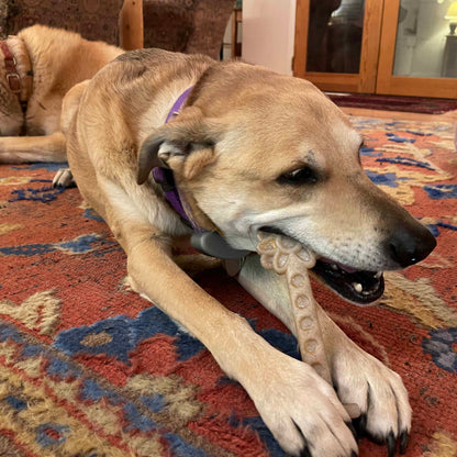 Tan dog in a purple collar lying on a rug chewing a Flower Tower