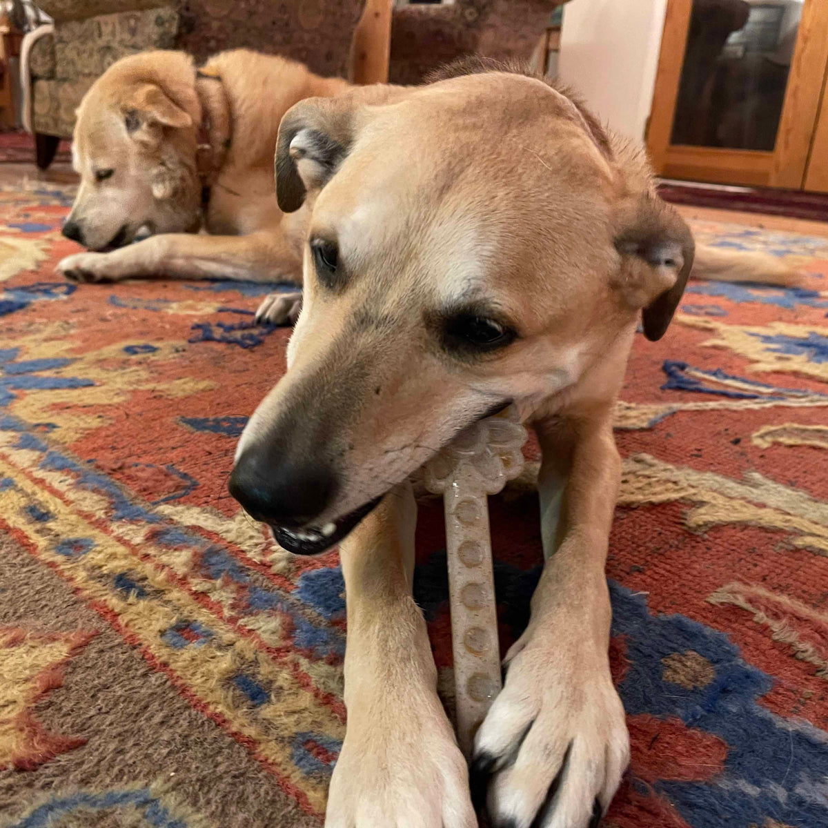 Tan dog lying on a rug chewing a Flower Tower