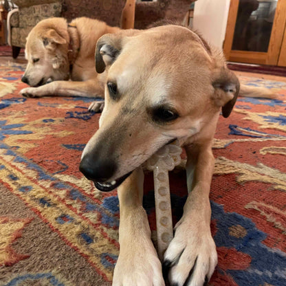 Tan dog lying on a rug chewing a Flower Tower