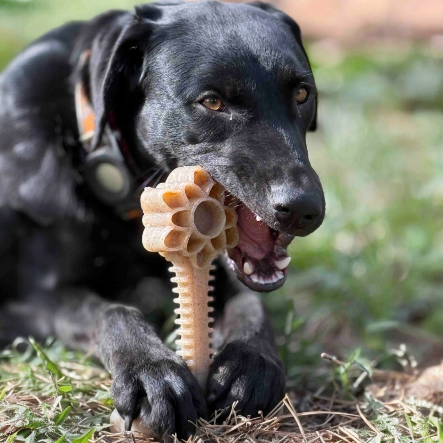 SodaPup Honey Bone Dental Flower Tower Indestructible Nylon Dog Chew Toy XL | USA