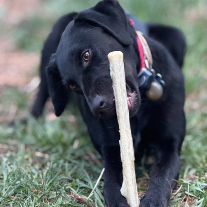 Glow in the Dark Dog Toy Bundle | Nylon Chew Stick + Rubber Retrieving Stick - SodaPup/True Dogs, LLC