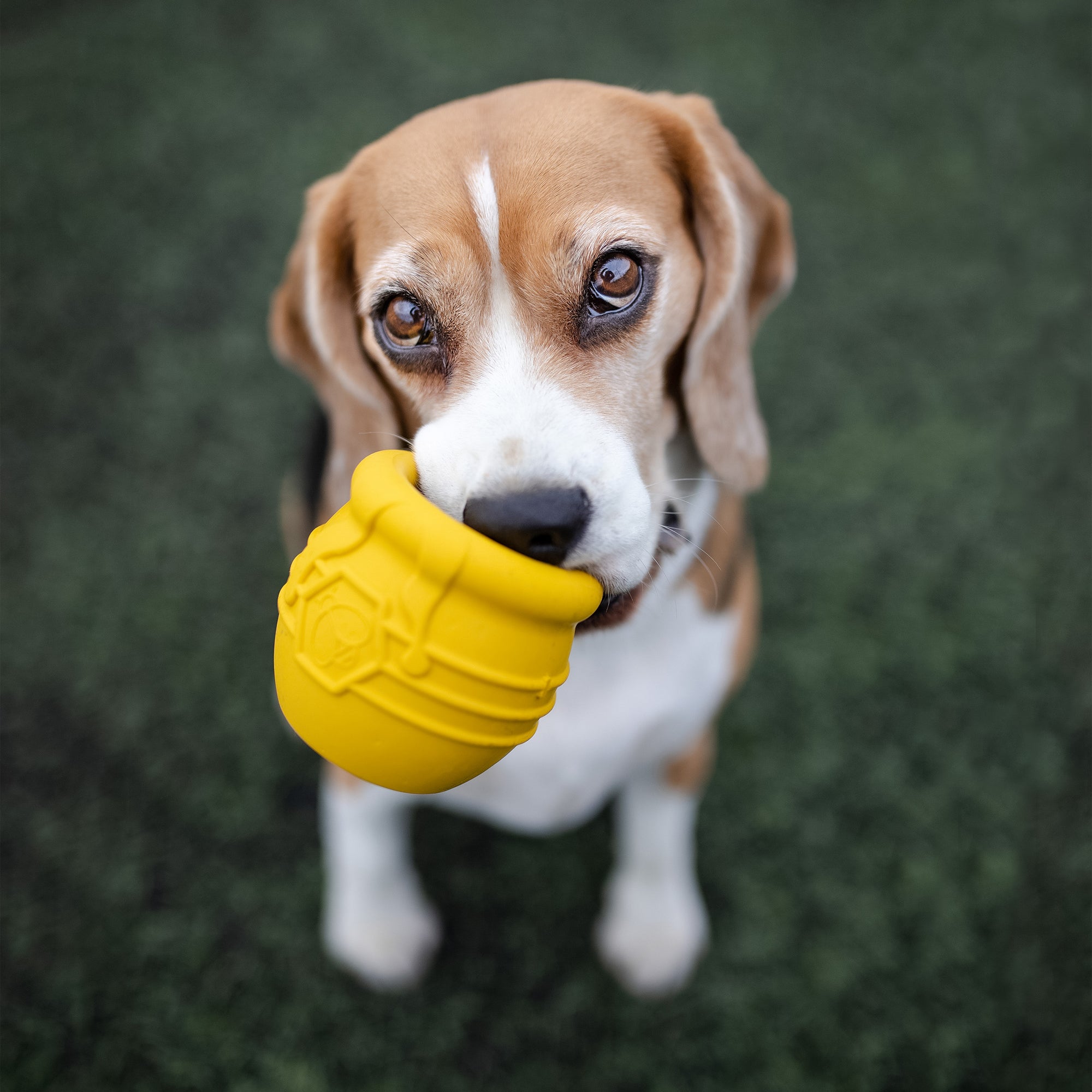 Get Honey Pot Durable PUP-X Rubber Enrichment Toy at Sodapup