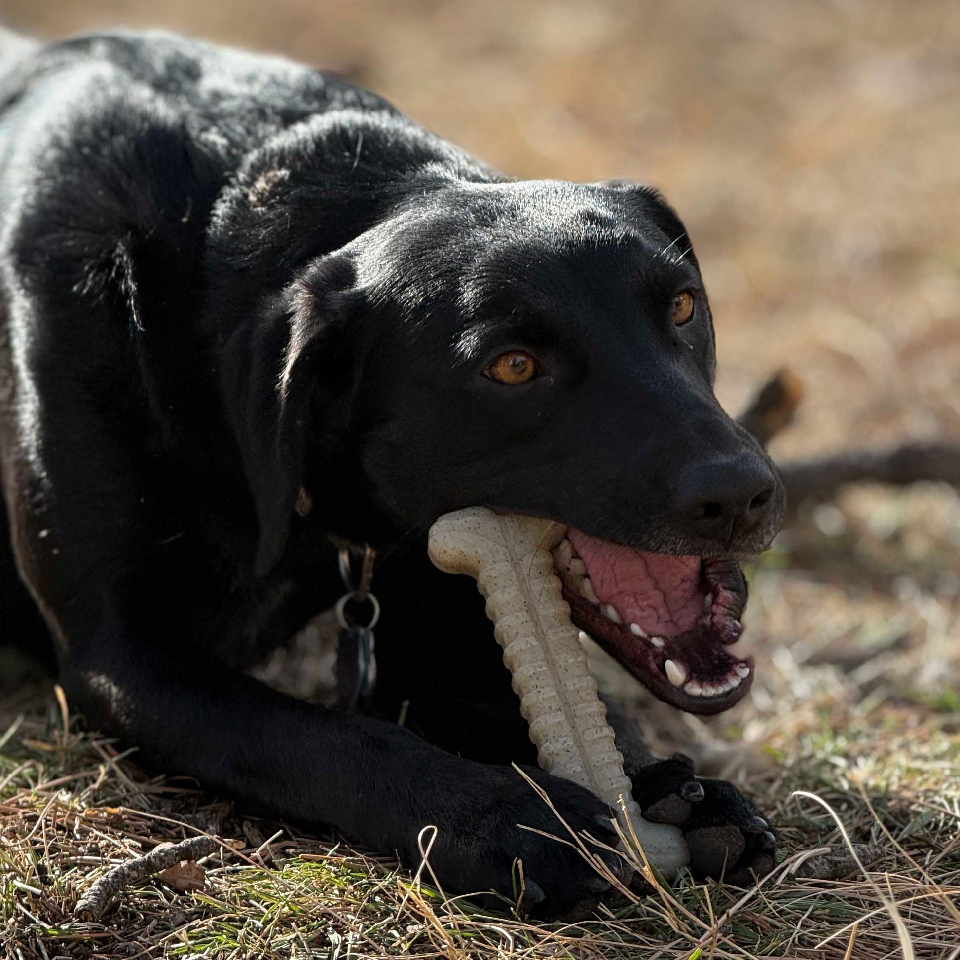 SodaPup Tough Bone Nylon Chew | Ultra-Durable Dog Toy Aggressive Chewers