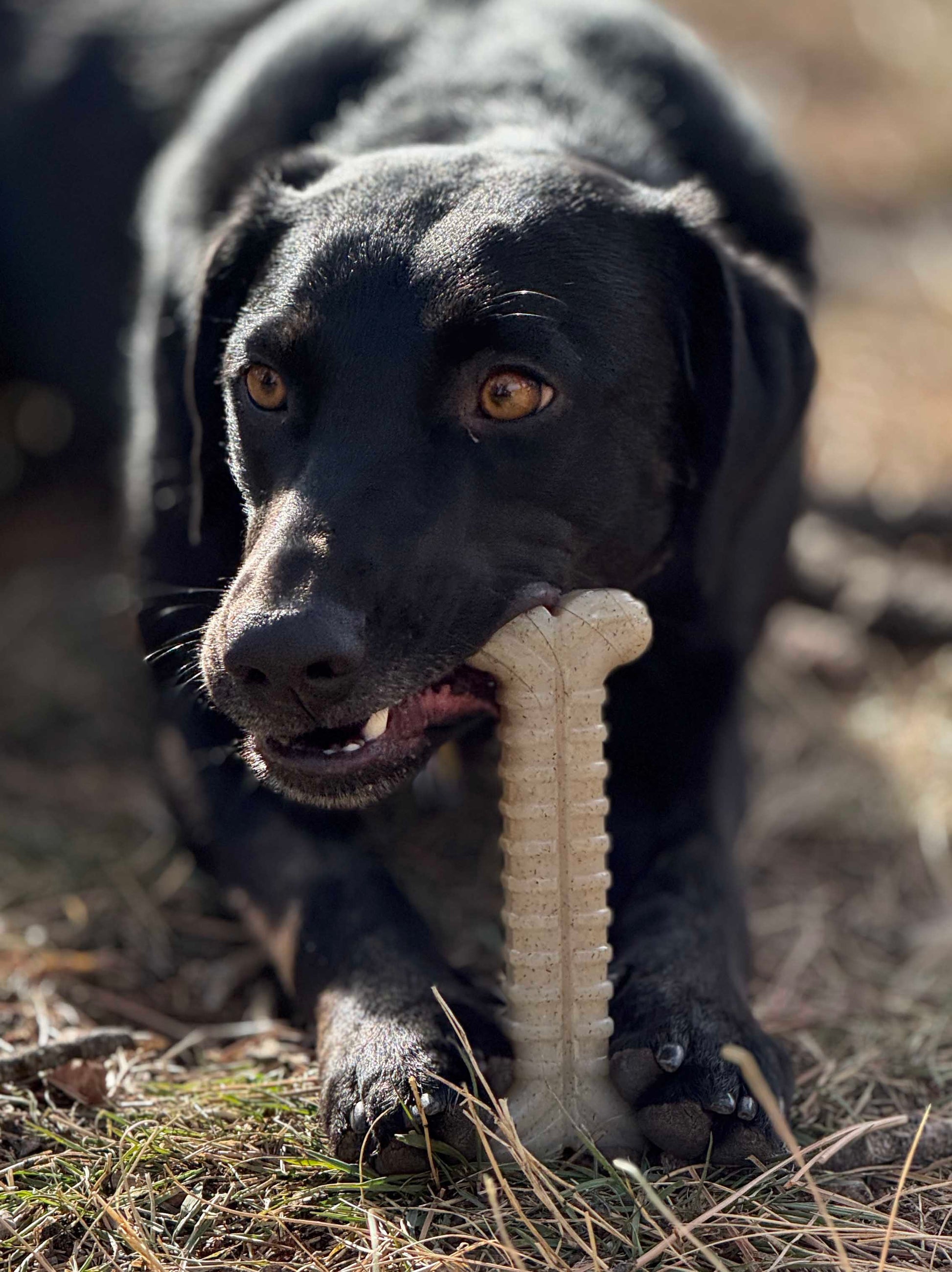 tough dog toy Soda Pup Toughbone