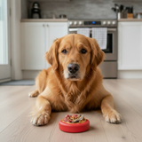 Life Ring eDispener Durable Rubber Chew Toy & Treat Dispenser