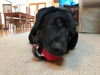 SodaPup Asteroid Rubber Dog Chew Toy Heavy Chewers | Red Retrieving USA Made