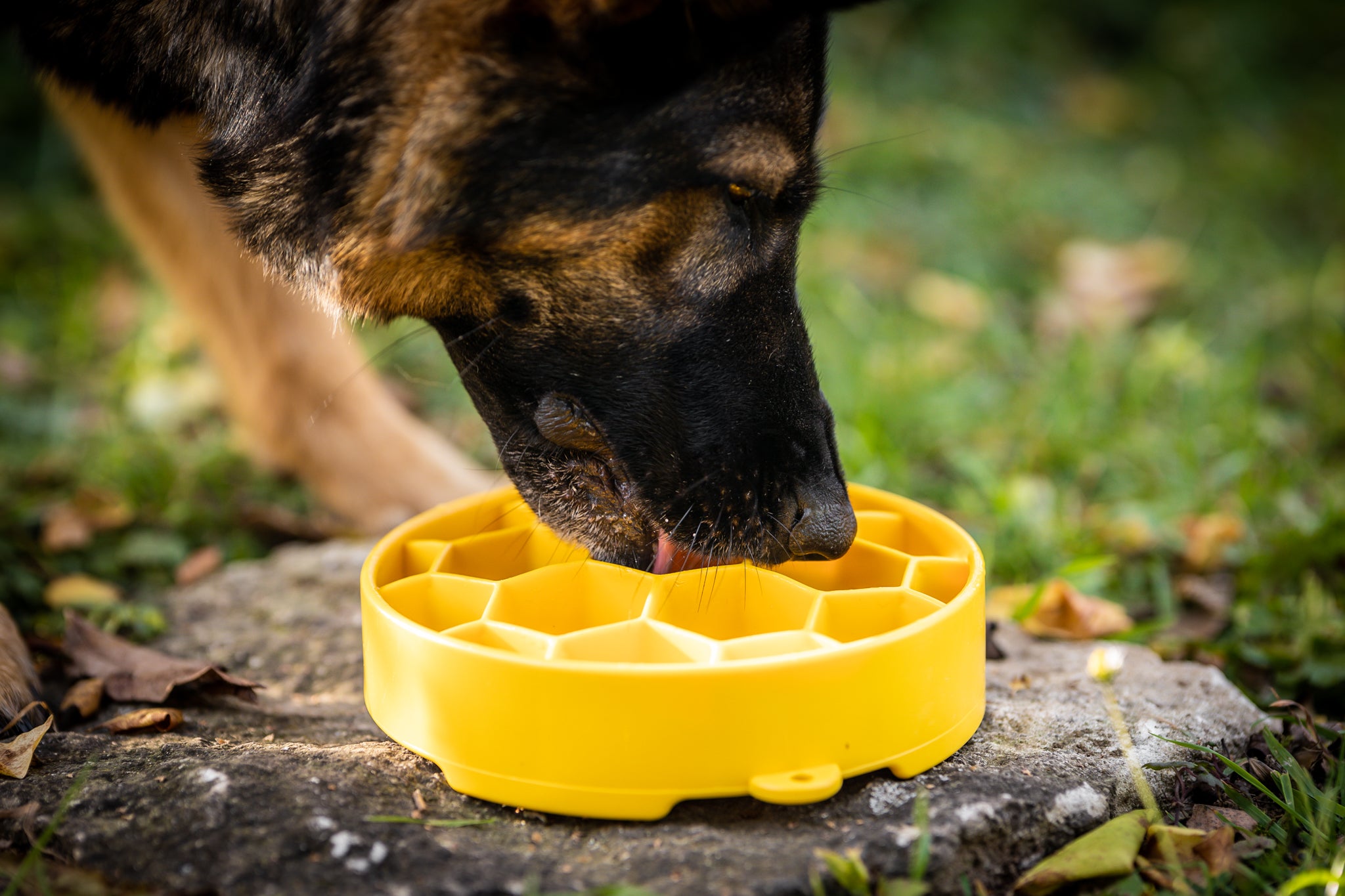 Honeycomb Enrichment Bowl – Sierra Canine Supply