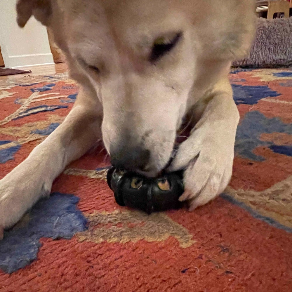 Fun and Interactive Dog Enrichment Toys: Spotlight on the Treat