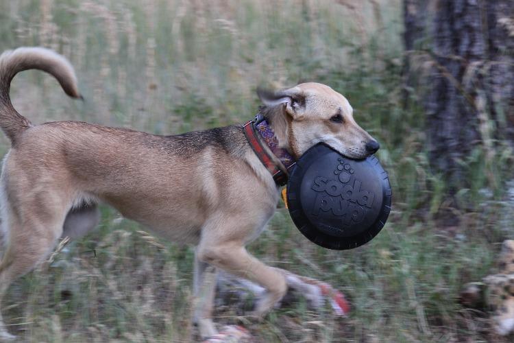 SodaPup Magnum Bottle Top Flyer Rubber Frisbee Heavy Chewers | Large USA Made