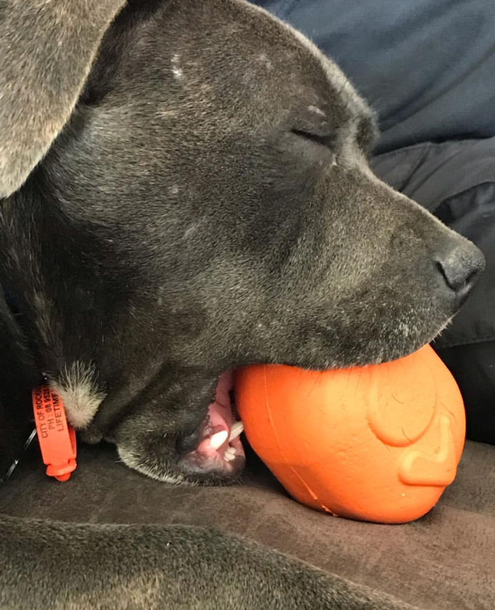 SodaPup Roasted Turkey Dog Chew Toy & Treat Dispenser USA Made |