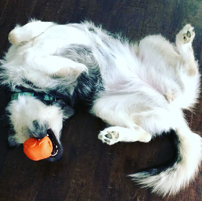 SodaPup Roasted Turkey Dog Chew Toy & Treat Dispenser USA Made |