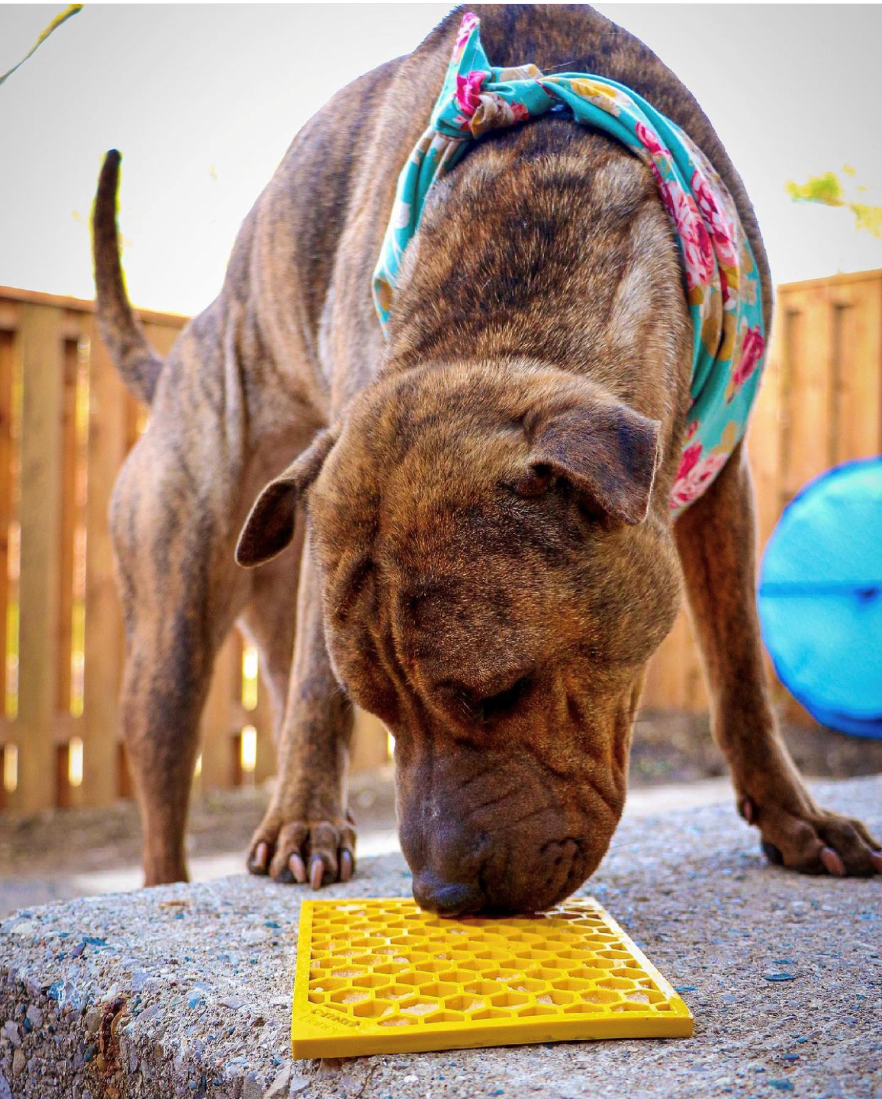1pc Random Color Dog Lick Mat With Wall Suction And Honeycomb Design