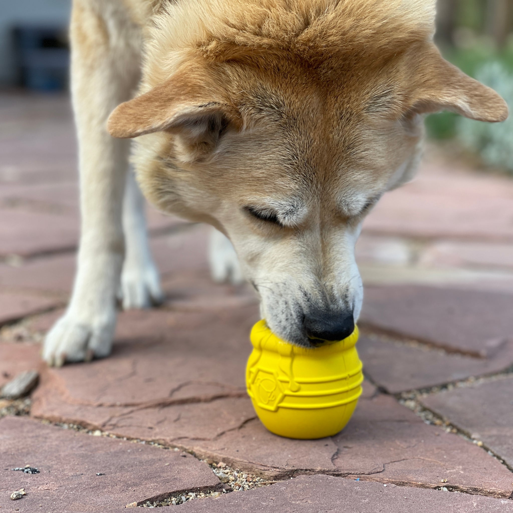DIY Dog Enrichment Archives - Mind Body and Bowl