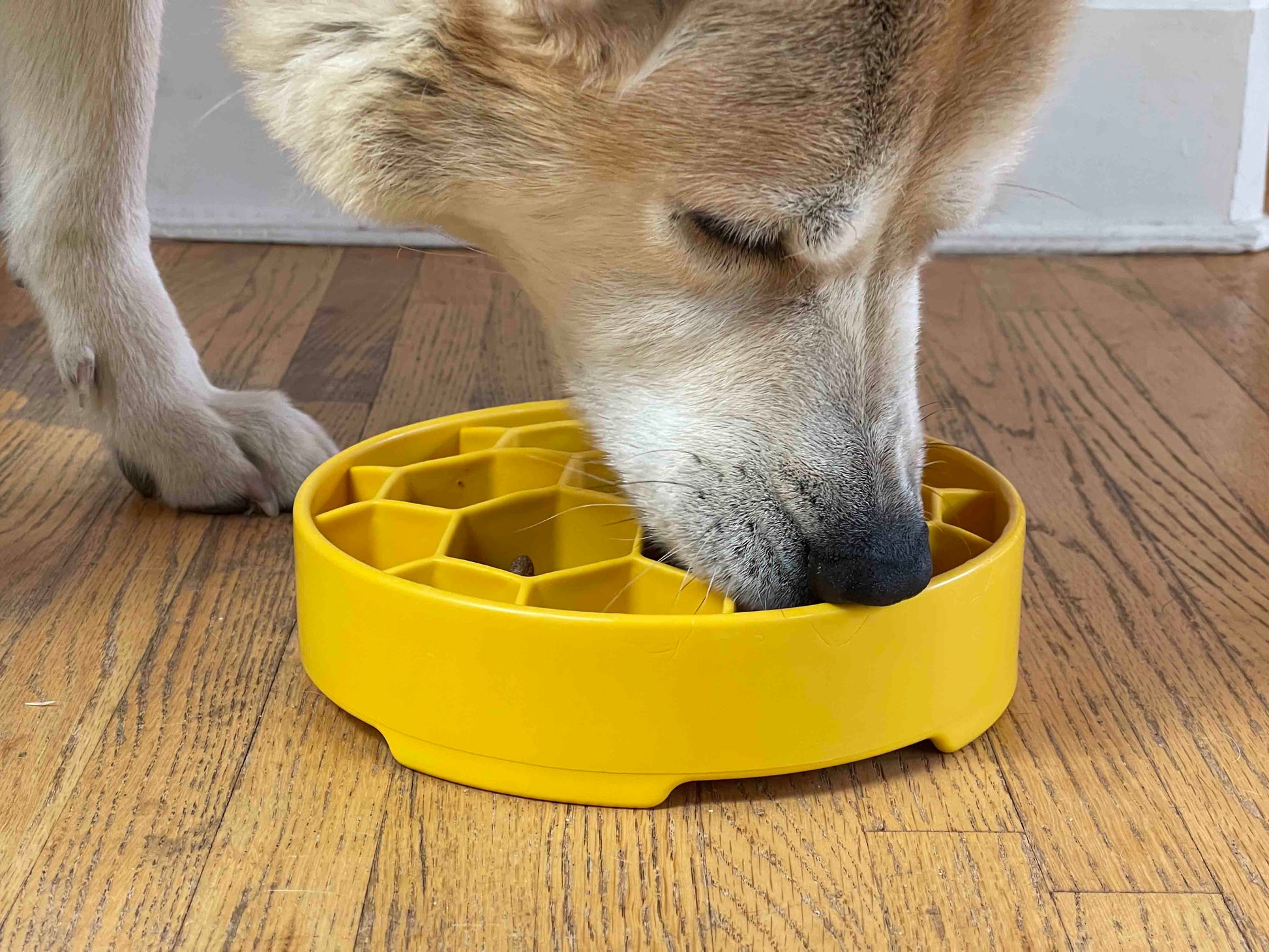 SodaPup Honeycomb eBowl Deep Slow Feeder Dog Bowl Enrichment | USA Made