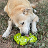 NEW! Water Frog Design eTray Enrichment Tray for Dogs - SodaPup/True Dogs, LLC