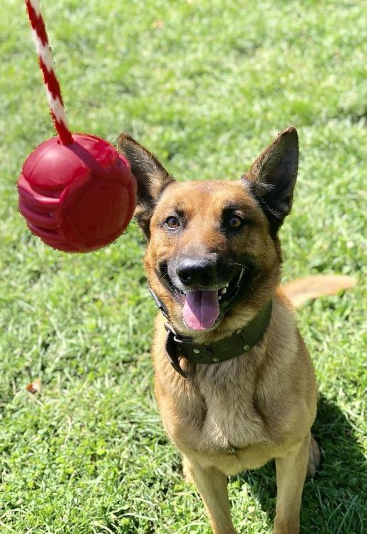 SodaPup USA-K9 Stars Stripes Rubber Dog Toy | K9 Handler Reward Red USA Made