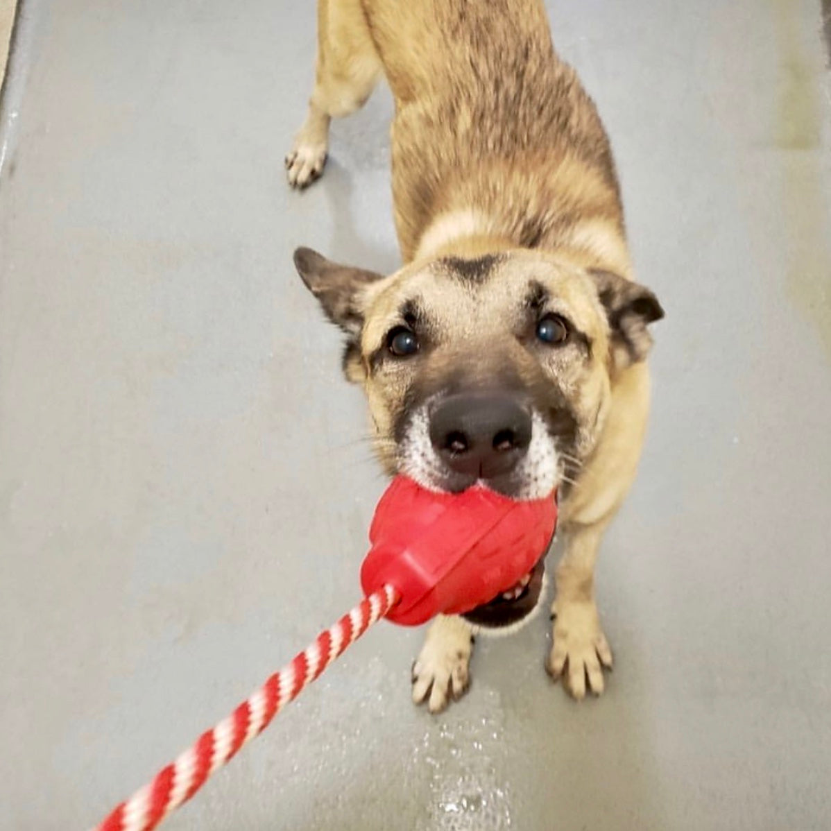 SodaPup USA-K9 Grenade Rubber Dog Chew Toy | K9 Handler Reward Blue USA Made