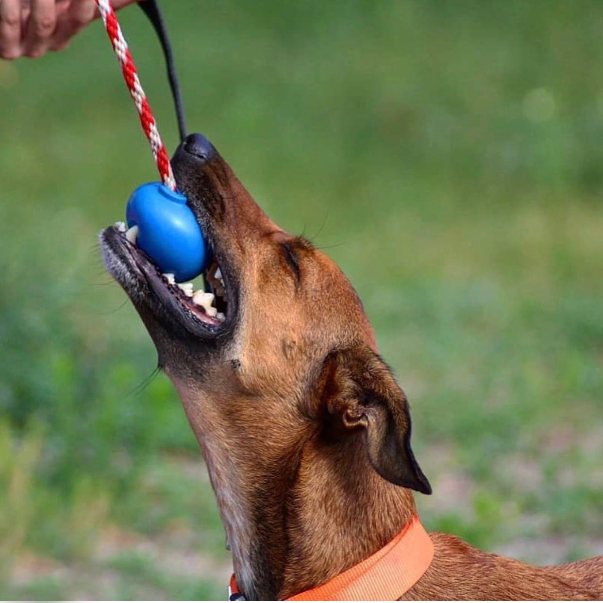 SodaPup USA-K9 Cherry Bomb Rubber Dog Chew Toy | K9 Handler Reward Blue USA Made