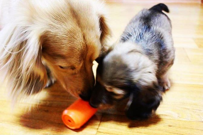 SodaPup Can Toy Rubber Dog Chew Average Chewers | Treat Dispenser USA Made