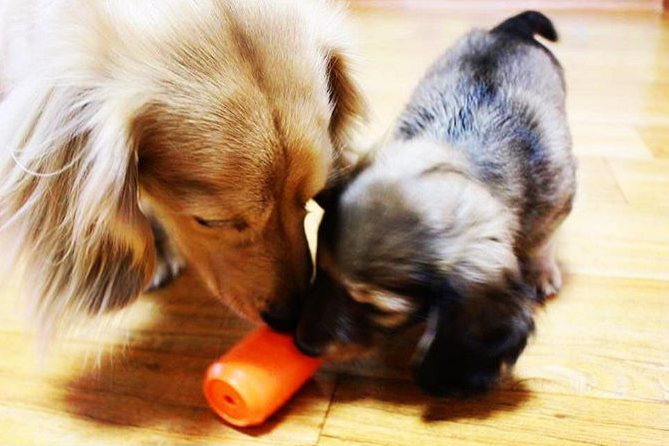 Treat-Dispensing Dog Toy Review: Entertaining And Under $10