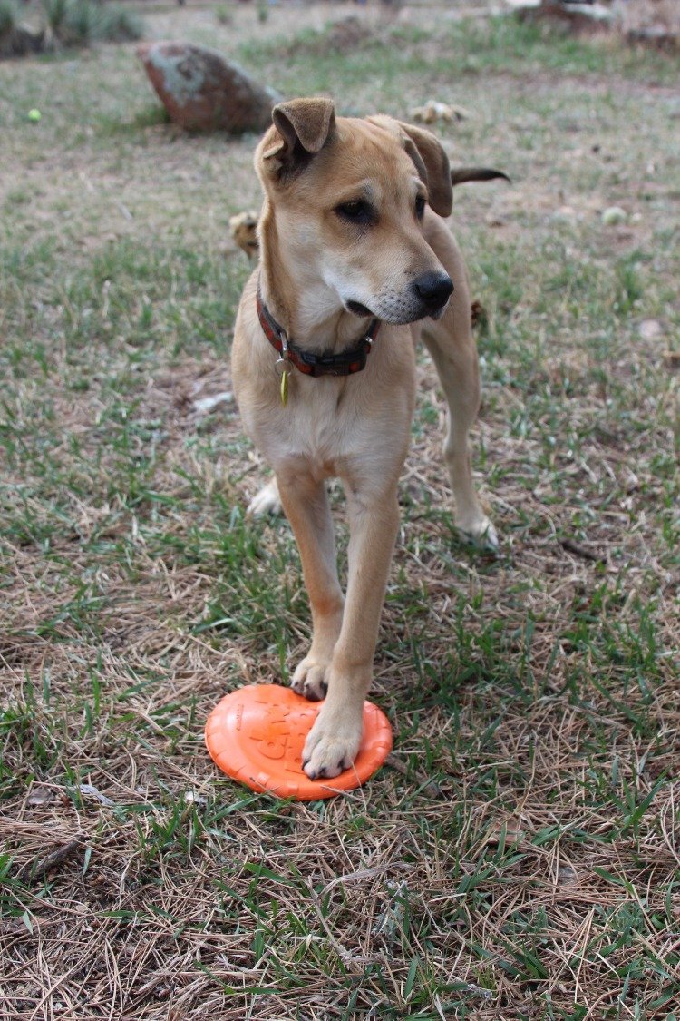 SodaPup Bottle Top Flyer Rubber Frisbee Dogs | Orange Vet Approved USA Made