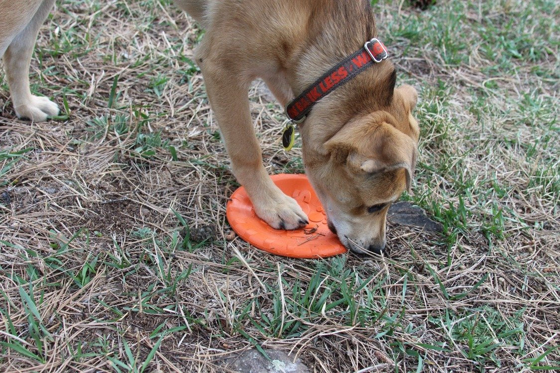 SodaPup Bottle Top Flyer Rubber Frisbee Dogs | Orange Vet Approved USA Made