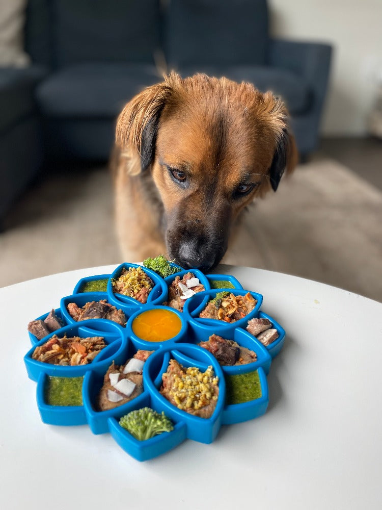 SodaPup Mandala eTray Shallow Slow Feeder Dog Bowl Enrichment | USA Made