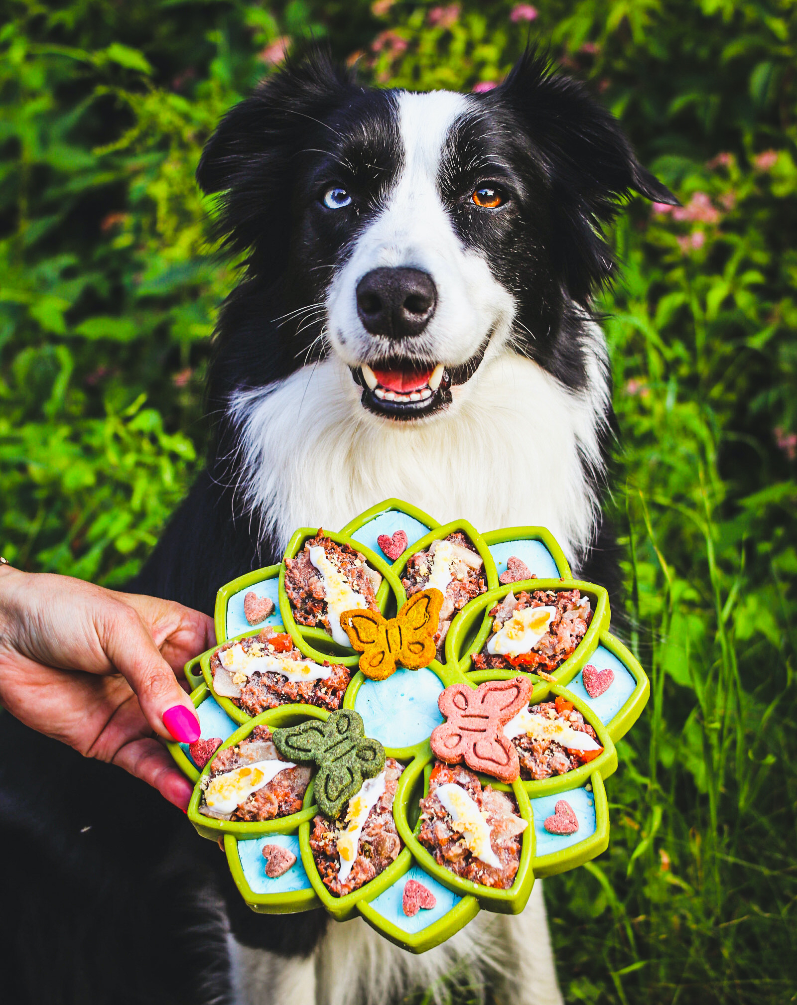 SodaPup Mandala eTray Shallow Slow Feeder Dog Bowl Enrichment | USA Made