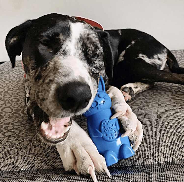 Toys for sales great dane puppies