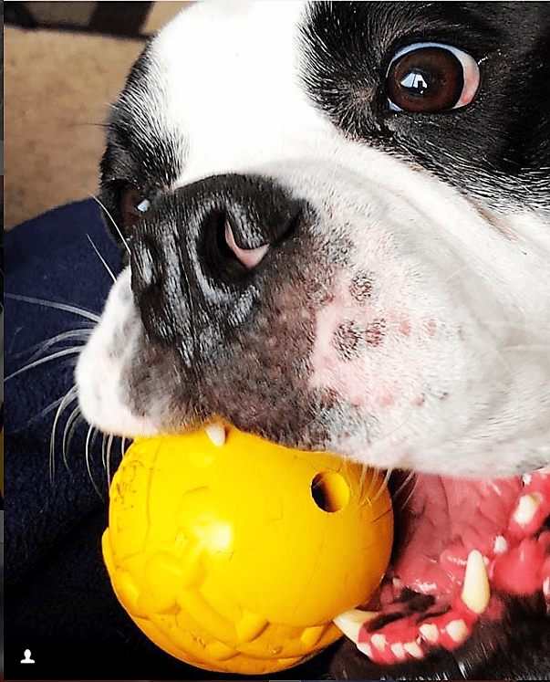 SodaPup Industrial Dog Ball Rubber Chew Toy Heavy Chewers | Yellow USA Made