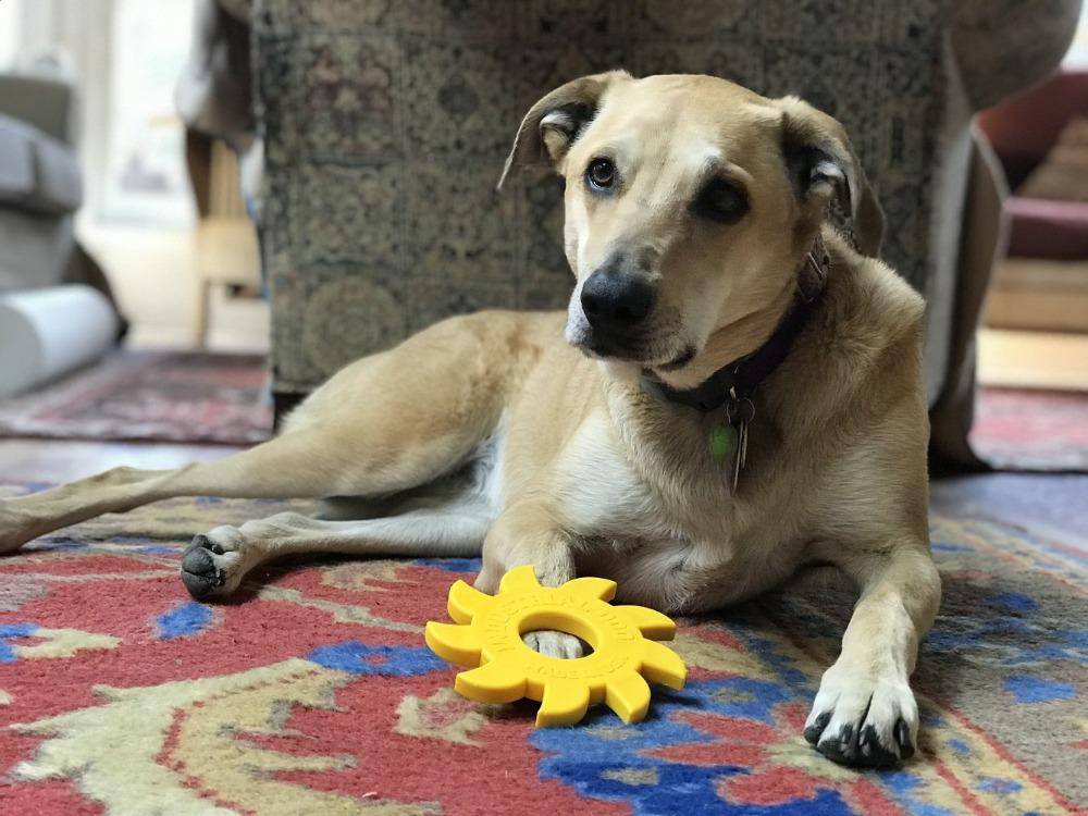 SodaPup Circular Saw Blade Ultra Durable Nylon Dog Chew Toy