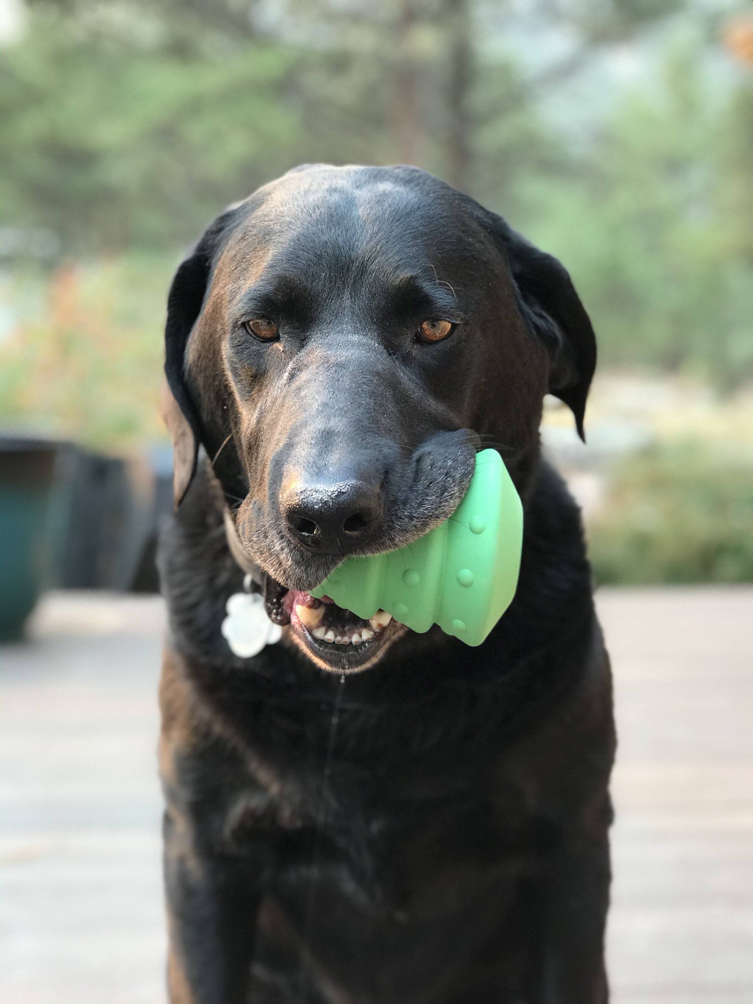 33 Best Dog Toys (1,000 + Tested And Reviewed By Real Dogs!) - Dog Lab
