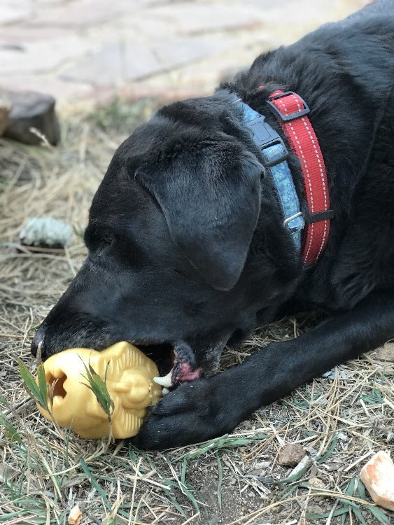 MKB Doggie Pharaoh Durable Chew Toy & Treat Dispenser Gold Medium