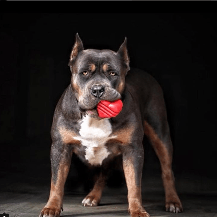 SodaPup Heart String Dog Toy Durable Rubber Tug Large Dogs | USA Made