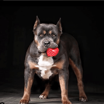 SodaPup Heart String Dog Toy Durable Rubber Tug Large Dogs | USA Made