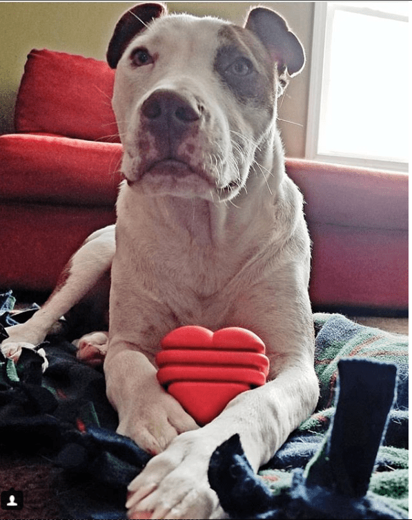 SodaPup Heart String Dog Toy Durable Rubber Tug Large Dogs | USA Made