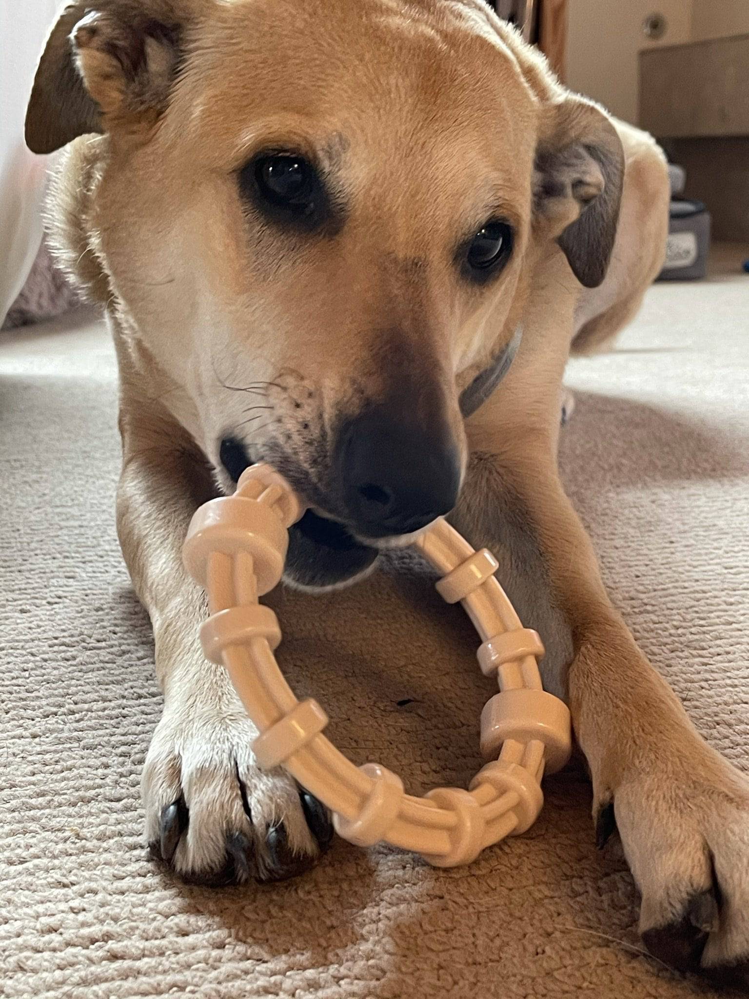 SodaPup Chicken Flavored Teething Ring Puppies & Aggressive Chewers | USA Made