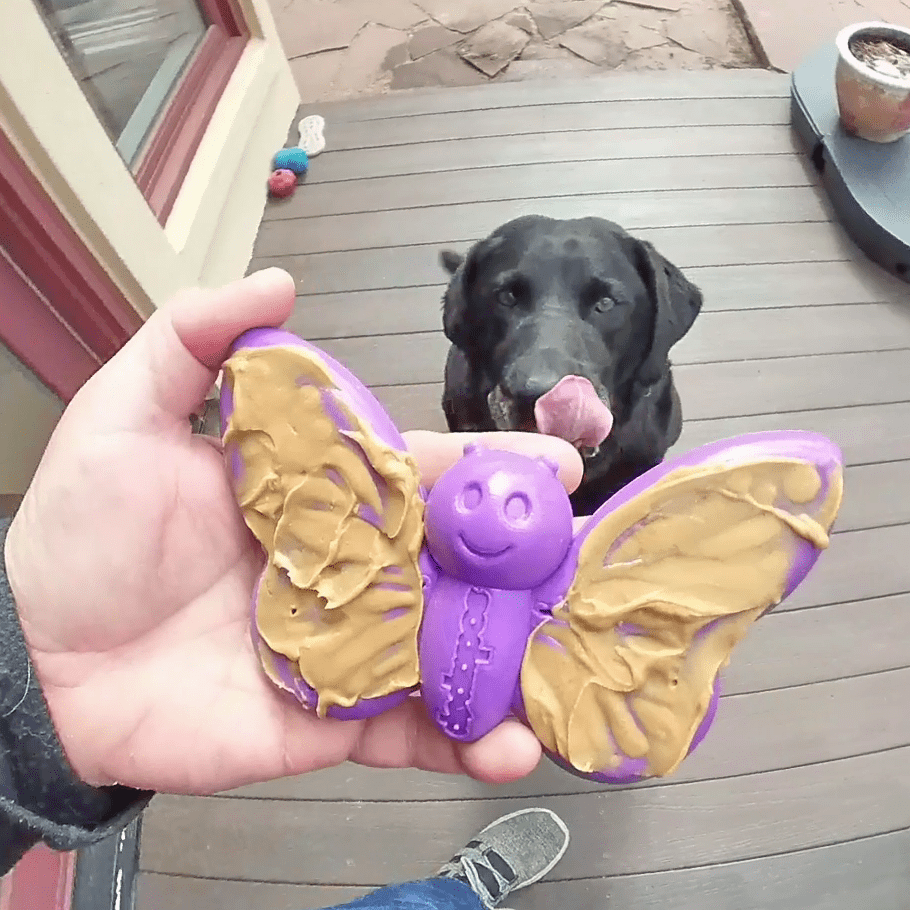 https://sodapup.com/cdn/shop/products/sodapup-dog-toys-new-sp-butterfly-chew-and-enrichment-toy-purple-28413889413254_1024x1024@2x.png?v=1660533093