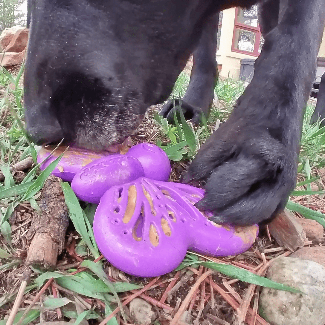 https://sodapup.com/cdn/shop/products/sodapup-dog-toys-new-sp-butterfly-chew-and-enrichment-toy-purple-28413889478790_1024x1024@2x.png?v=1660533093