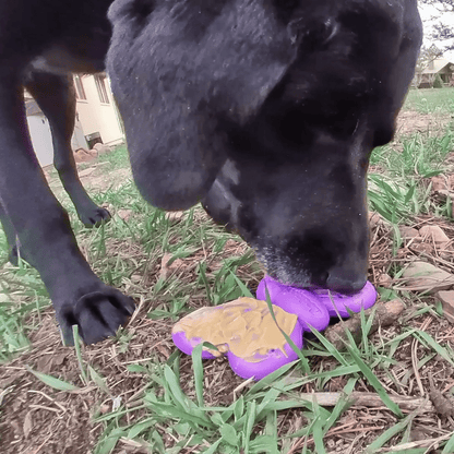 SodaPup Butterfly Nylon Chew & Enrichment Toy | 2-in-1 Aggressive Chewers