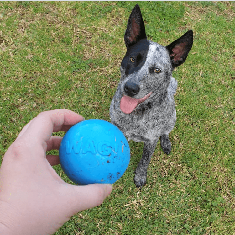 SodaPup Wag Ball Rubber Dog Chew Toy Heavy Chewers | Floating Fetch USA Made