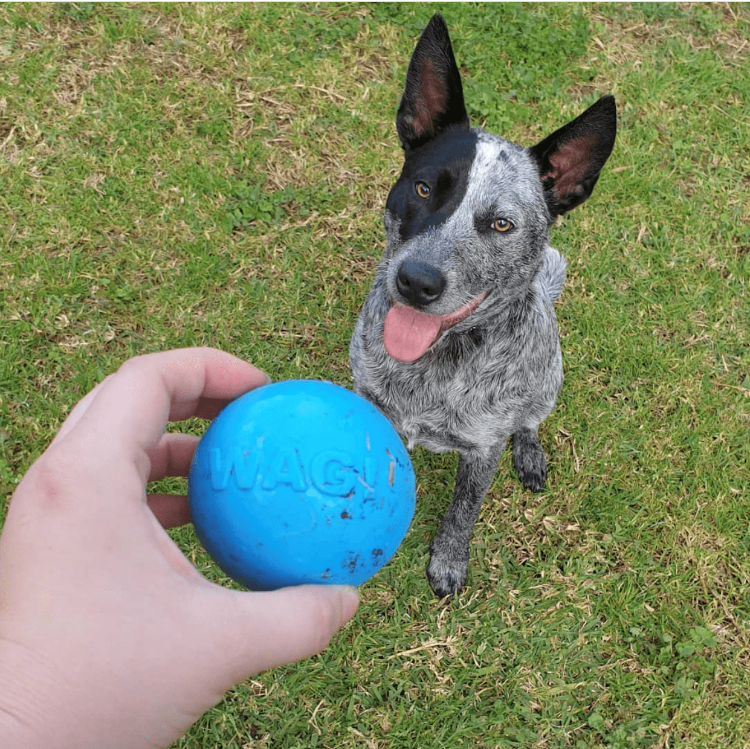 Aussie Koala Rough Play Squeaky Rubber Ball Dog Toy Pet Toys