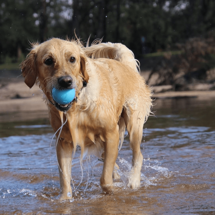 SodaPup Wag Ball Rubber Dog Chew Toy Heavy Chewers | Floating Fetch USA Made