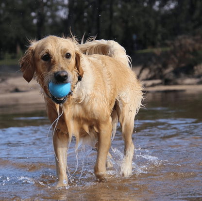 SodaPup Wag Ball Rubber Dog Chew Toy Heavy Chewers | Floating Fetch USA Made