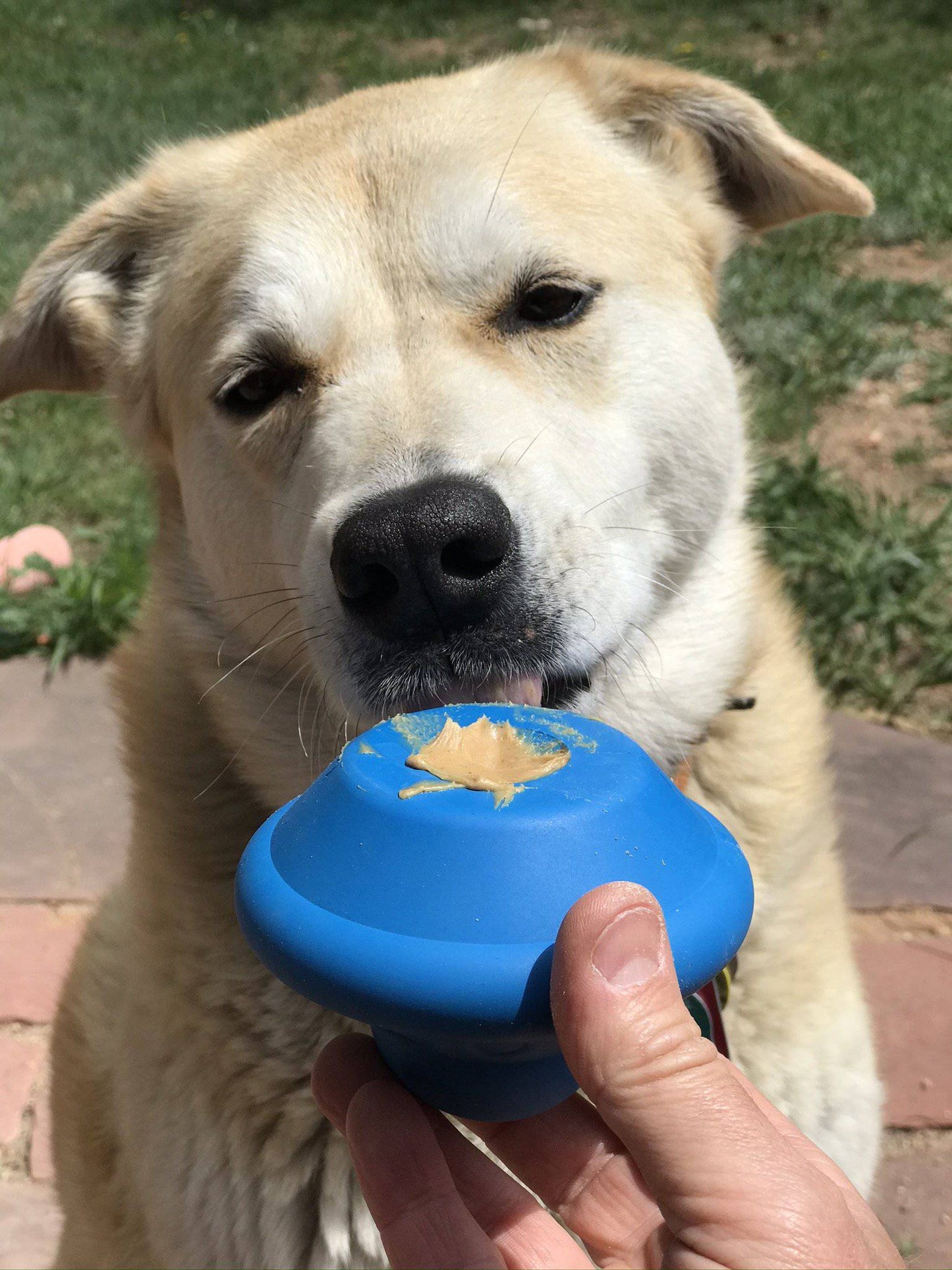 SodaPup Flying Saucer Dog Toy Durable UFO Chew & Treat Dispenser | USA Made