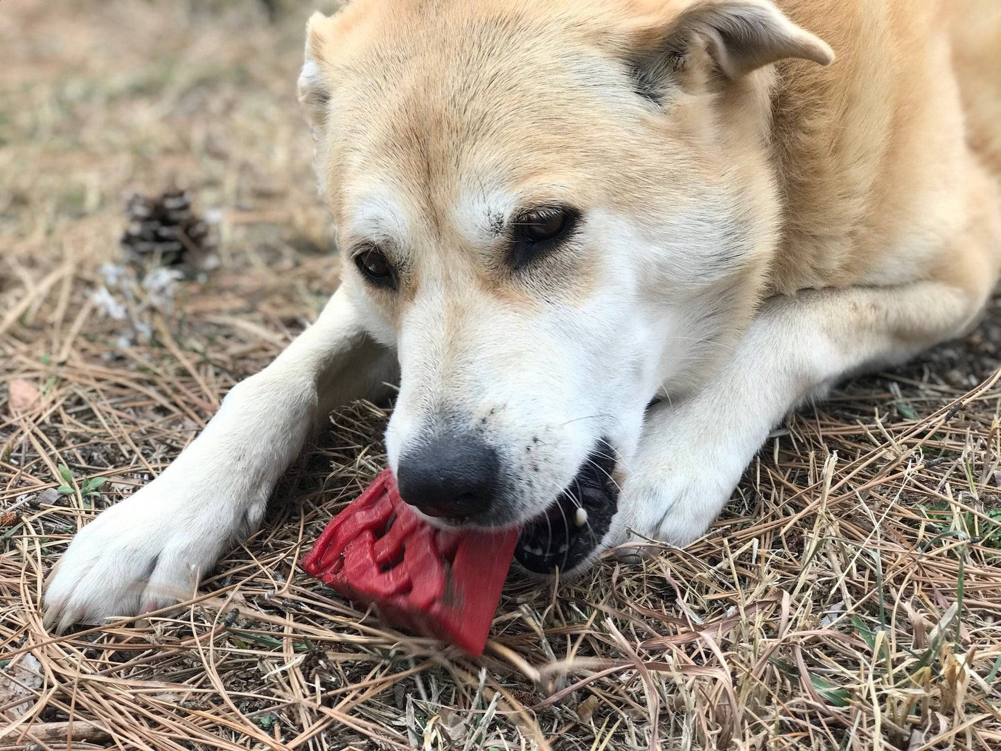 SodaPup Cherry Pie Nylon Dog Chew Toy Aggressive Chewers | USA Made