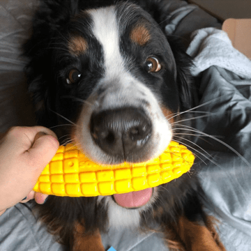 SodaPup Corn Cob Nylon Dog Toy Aggressive Chewers | USA Made
