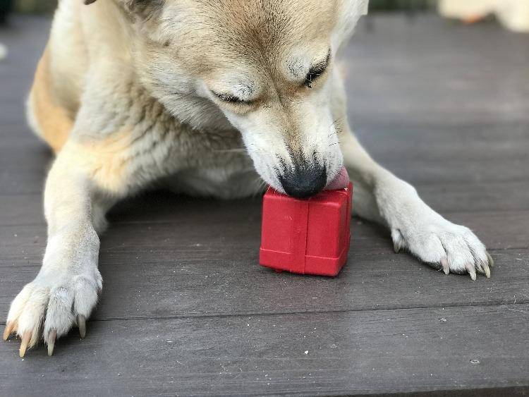 SodaPup Gift Box eDispenser Durable Rubber Treat Dispenser Dogs | USA Made